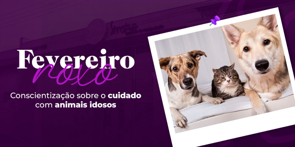 Fevereiro Roxo: Conscientização Sobre o Cuidado com Animais Idosos